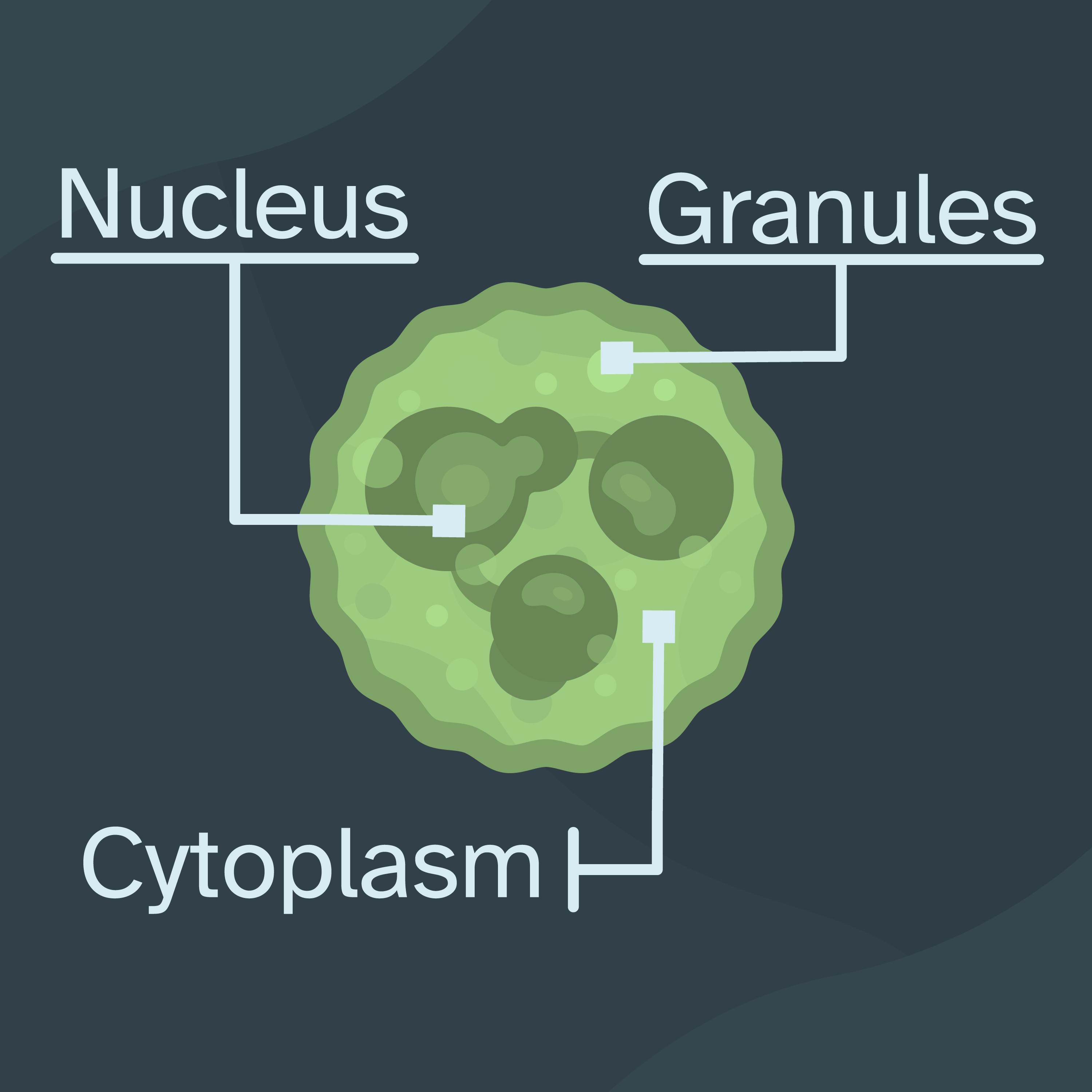 illustrated diagram of the anatomy of a neutrophil