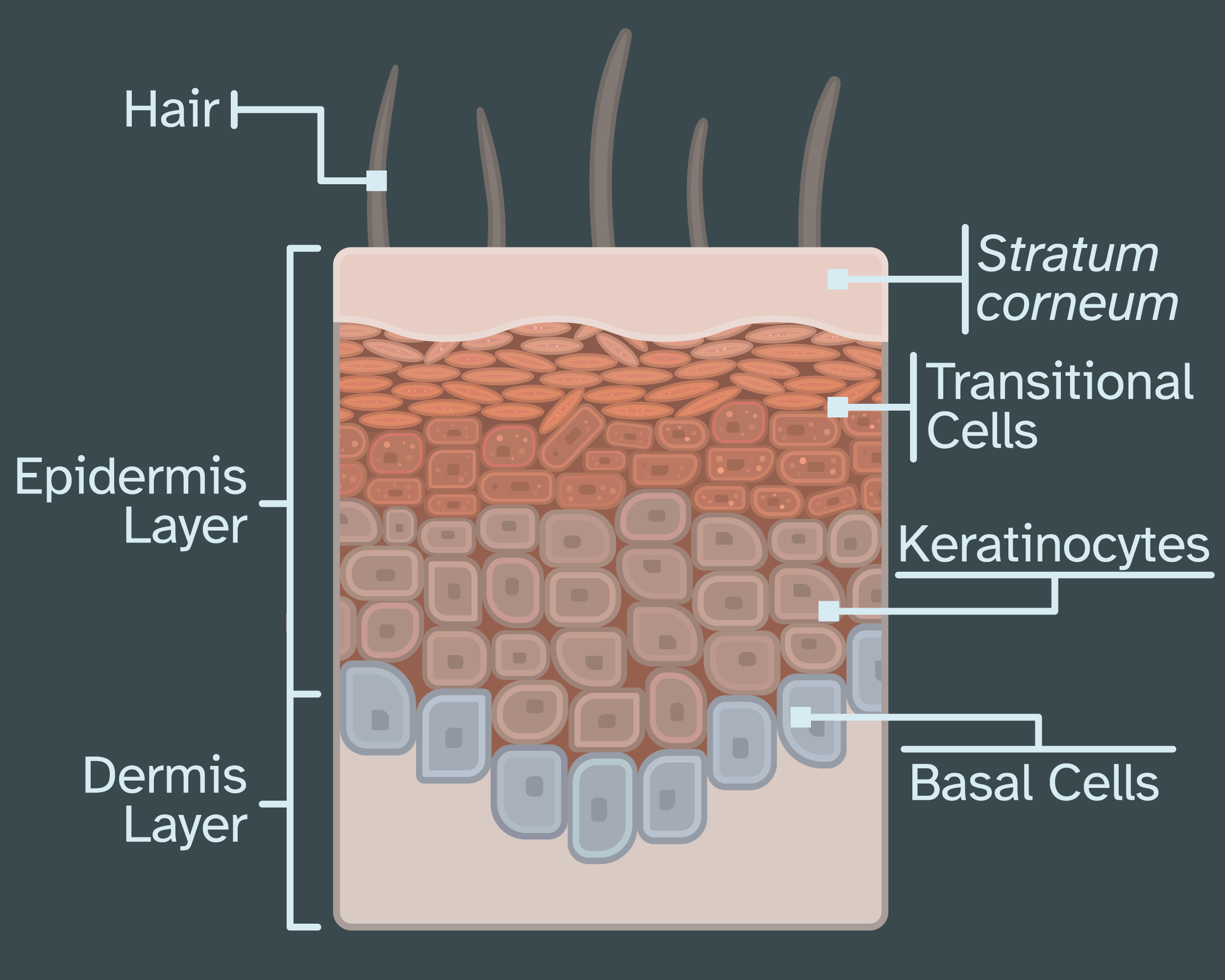 illustrated diagram of the layers of skin